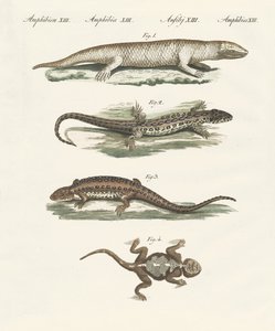 Différentes sortes de lézards - German School